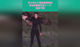 训鹰视频,从新手到专家的蜕变之路